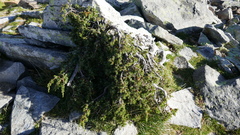 Juniperus communis hemisphaerica