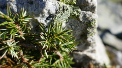 Juniperus communis hemisphaerica