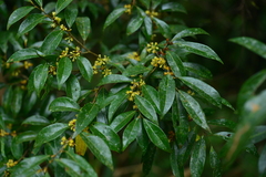 Lindera communis