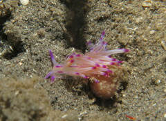 Unidentia aliciae