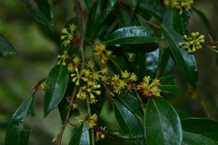 Lindera communis