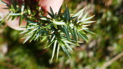 Juniperus communis hemisphaerica