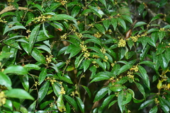 Lindera communis