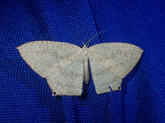 Acropteris ciniferaria