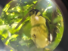 Micrastur semitorquatus