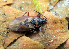 Gastrodes abietum