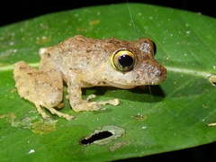 Pristimantis cerasinus