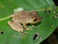 Pristimantis cerasinus