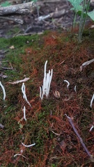 Clavaria fragilis