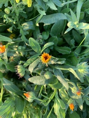 Calendula
