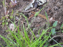 Carex breviculmis