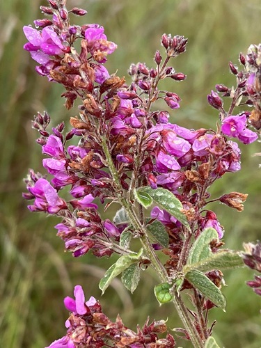 Pseudarthria
