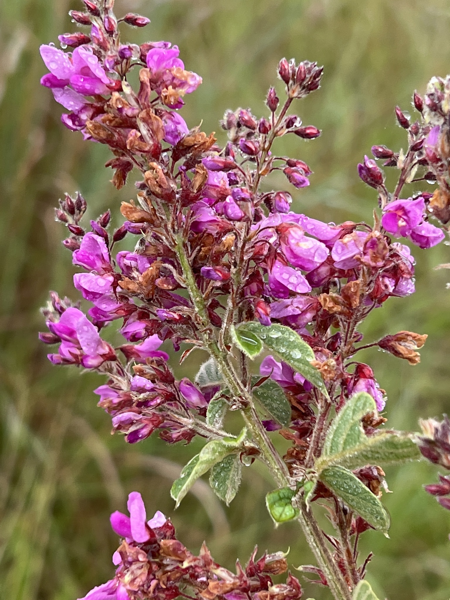 Pseudarthria