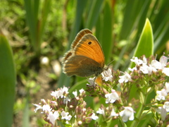Coenonympha pamphilus