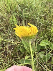 Berkheya setifera
