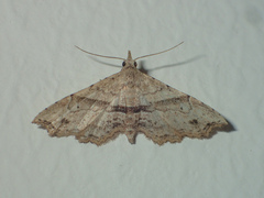 Hypenagonia