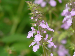 Stachys drummondii