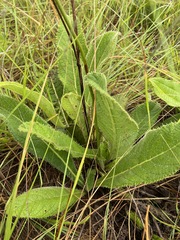 Berkheya setifera