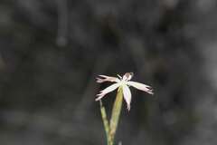 Dianthus bolusii