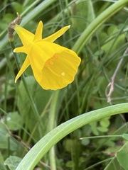Narcissus obesus