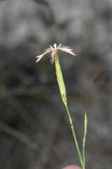 Dianthus bolusii