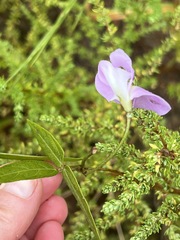 Vigna vexillata