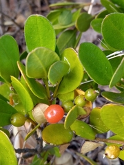 Alyxia buxifolia