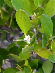 Alyxia buxifolia