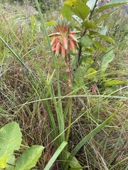 Aloe cooperi