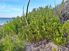 Alyxia buxifolia