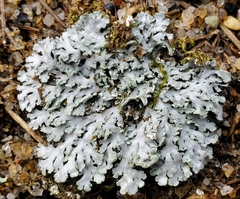 Heterodermia obscurata