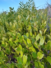 Alyxia buxifolia
