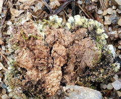 Heterodermia obscurata