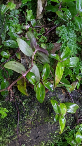 Cyanotis ciliata (Cyanotis ciliata)
