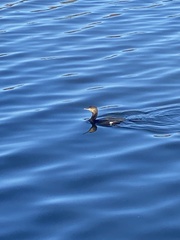 Phalacrocorax carbo