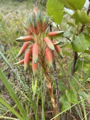 Aloe cooperi