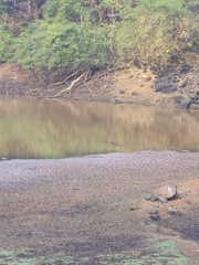 Crocodylus palustris