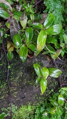 Belosynapsis ciliata