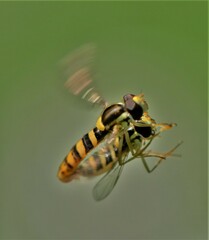 Sphaerophoria philanthus