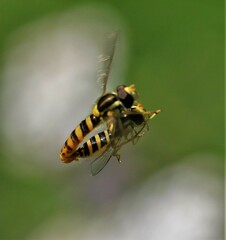 Sphaerophoria philanthus