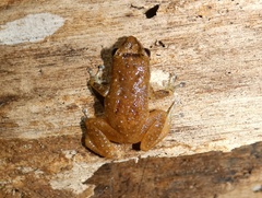 Diasporus