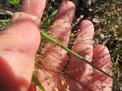 Panicum hillmanii