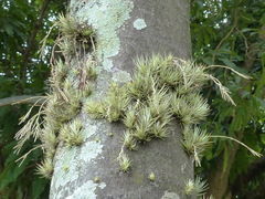 Tillandsia loliacea