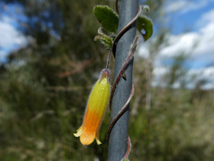 Marianthus bignoniaceus