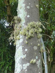 Tillandsia loliacea