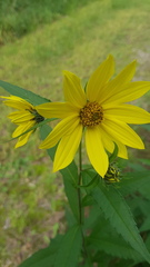 Helianthus giganteus