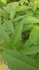 Helianthus giganteus