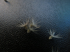 Enneapogon nigricans