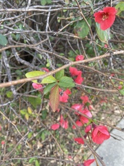 Chaenomeles