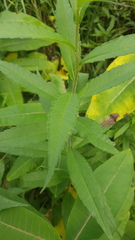 Helianthus giganteus